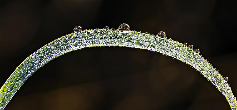 Dew Drops on Blade of Grass Photograph by Michael Whitaker