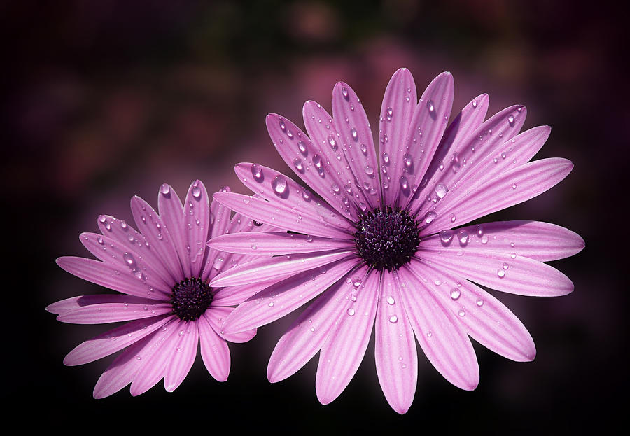 Dew drops on Daisies by Valerie Anne Kelly Dew drops on Daisies by Valerie Anne Kelly