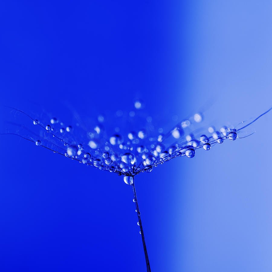 Dew drops on dandelion seed Photograph by Vishwanath Bhat