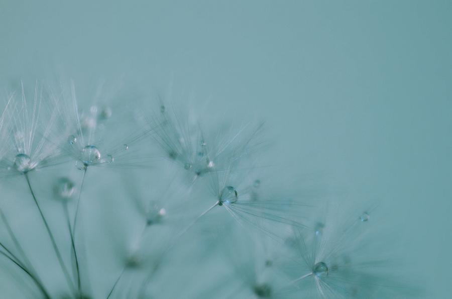 Dew Drops on Dandelion Seeds Photograph by Marianna Mills