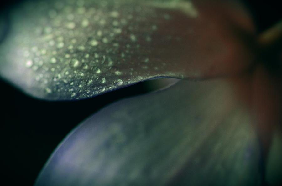 Dew Drops On Dogwood Flower Photograph