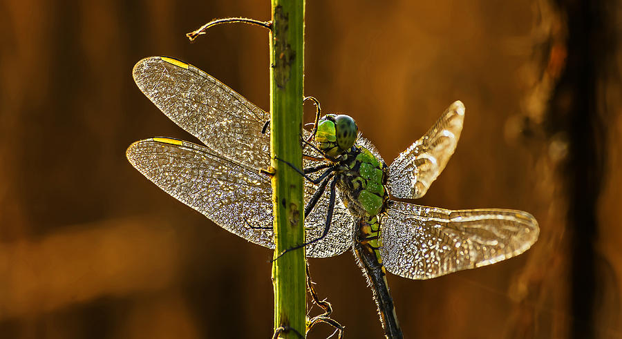 Dew Drops on Dragonfly Photograph by Michael Whitaker