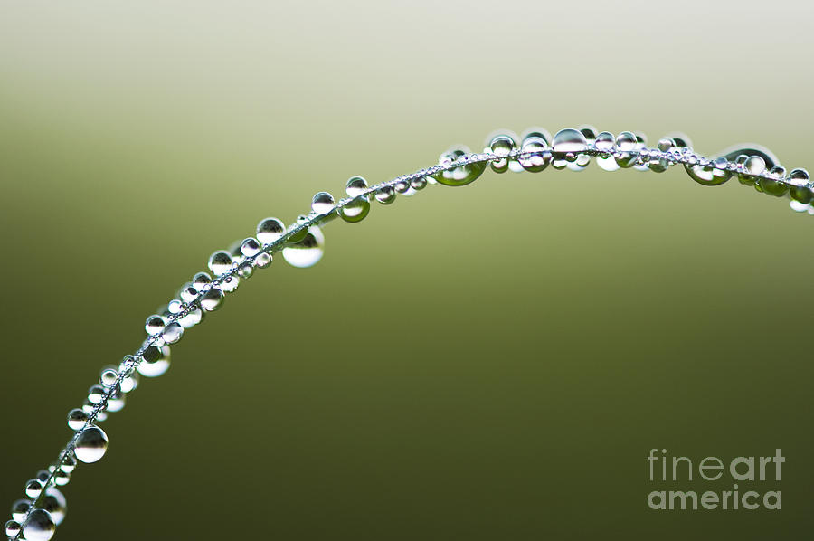 Nature Photograph - Dew Drops on Grass by Tim Gainey