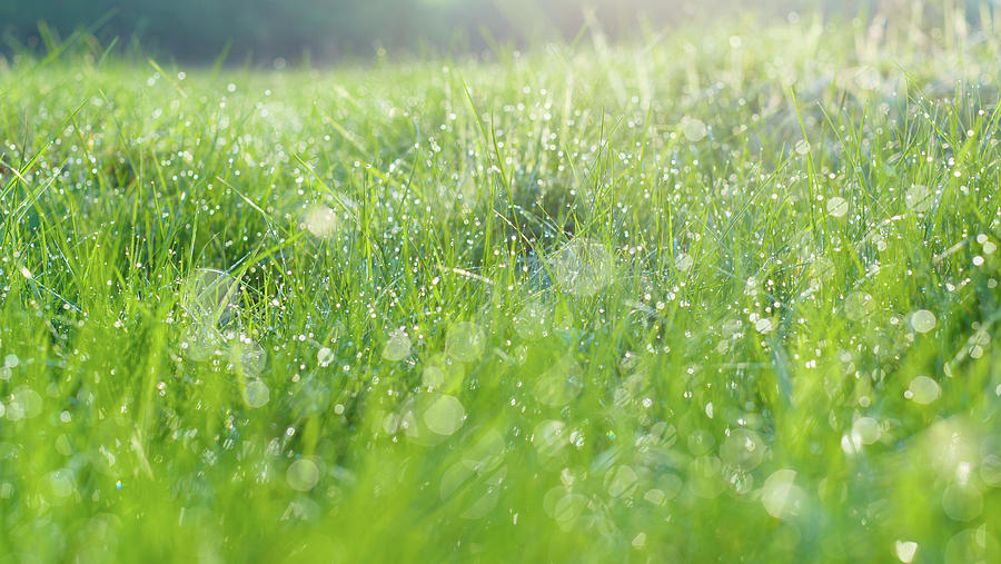 Dew Drops On Green Grass Photograph by Science Photo Library Dew Drops On Green Grass Photograph by Science Photo Library