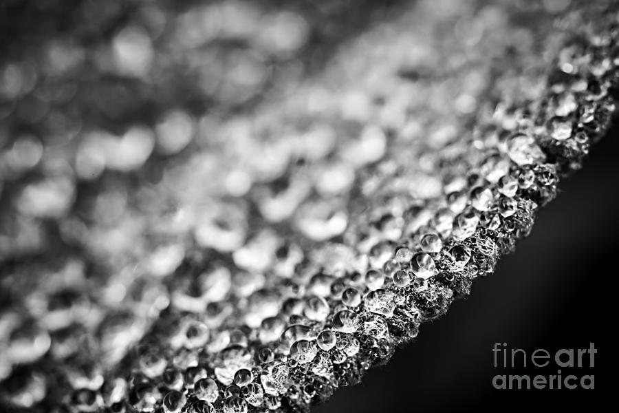 Black And White Photograph - Dew drops on leaf edge 2 by Elena Elisseeva