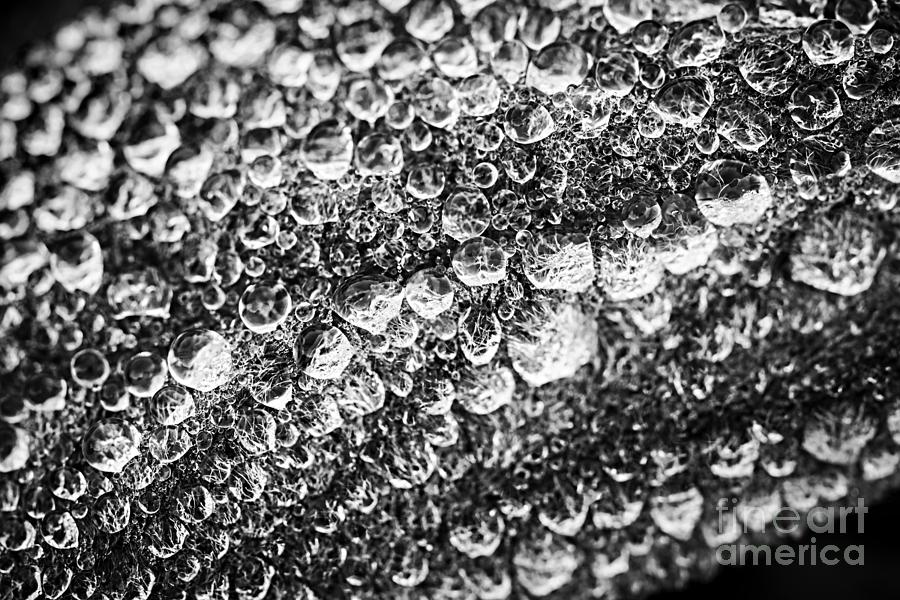 Black And White Photograph - Dew drops on leaf 2 by Elena Elisseeva