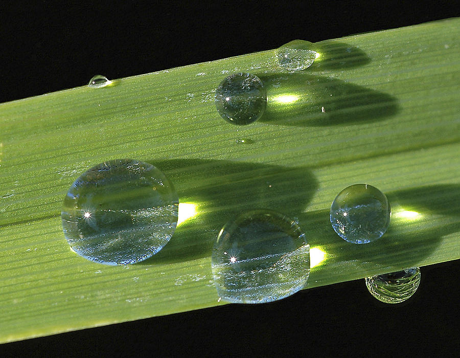 Dew Drops On Leaf Photograph by Gary Slawsky