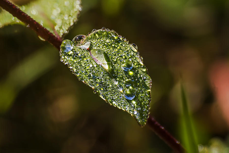 Dew Drops on Leaf Photograph by Michael Whitaker
