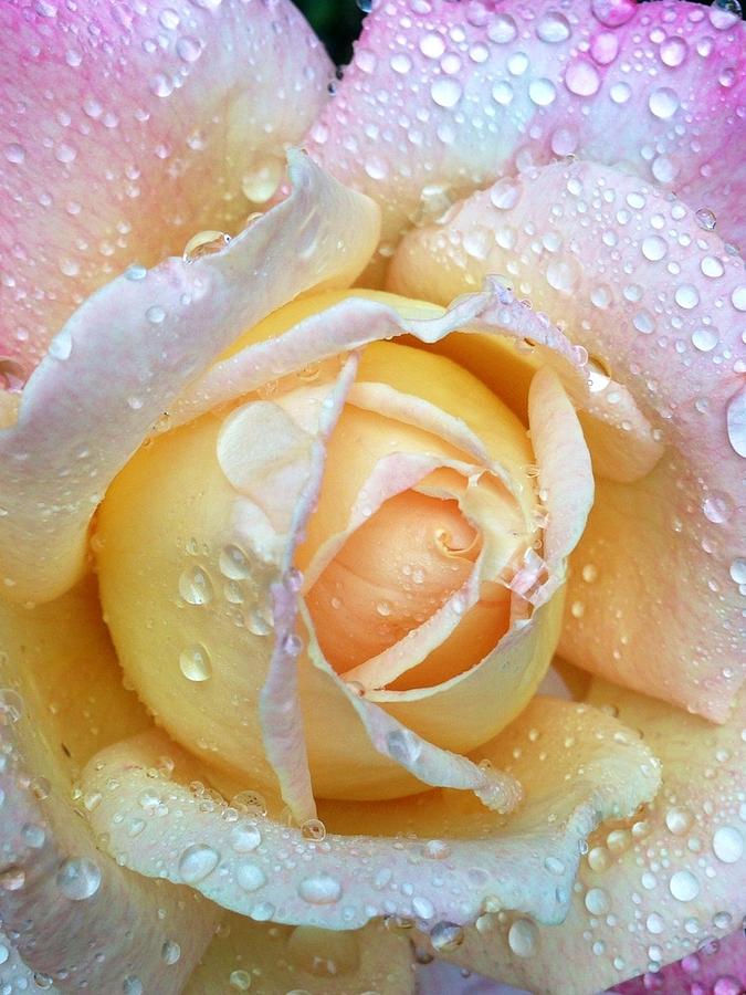Dew drops on pastel rose petals Photograph by Dina Calvarese
