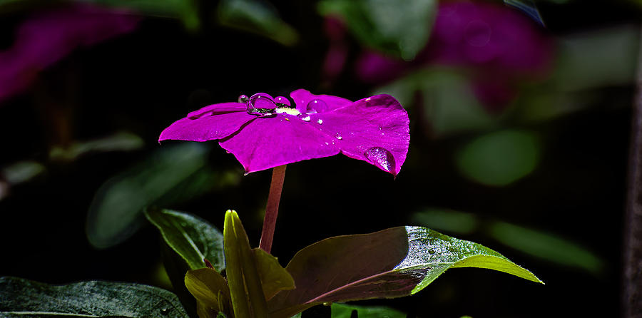 Dew Drops on Pink Flower Photograph by Michael Whitaker