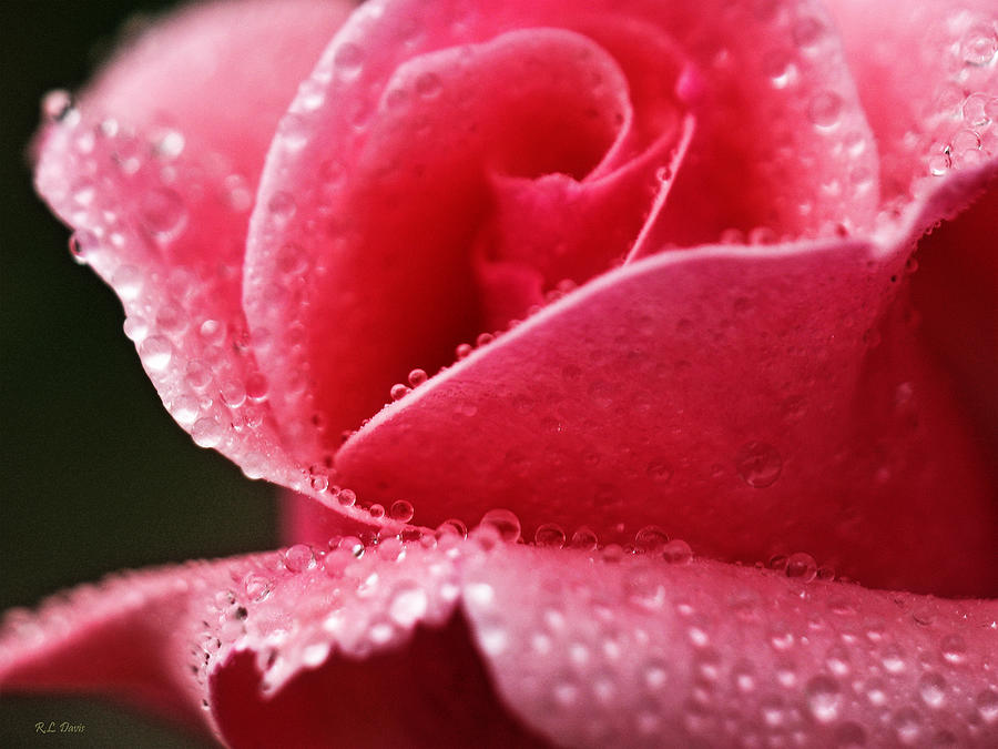 Dew Drops on Pink Photograph by Rebecca Davis