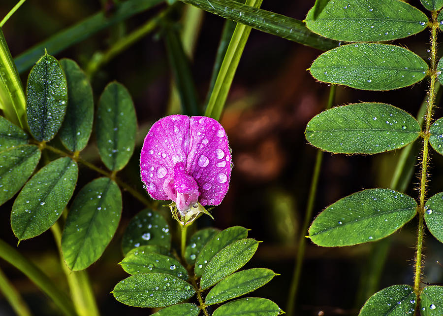 Dew Drops on Pink Weed Bloom Photograph by Michael Whitaker
