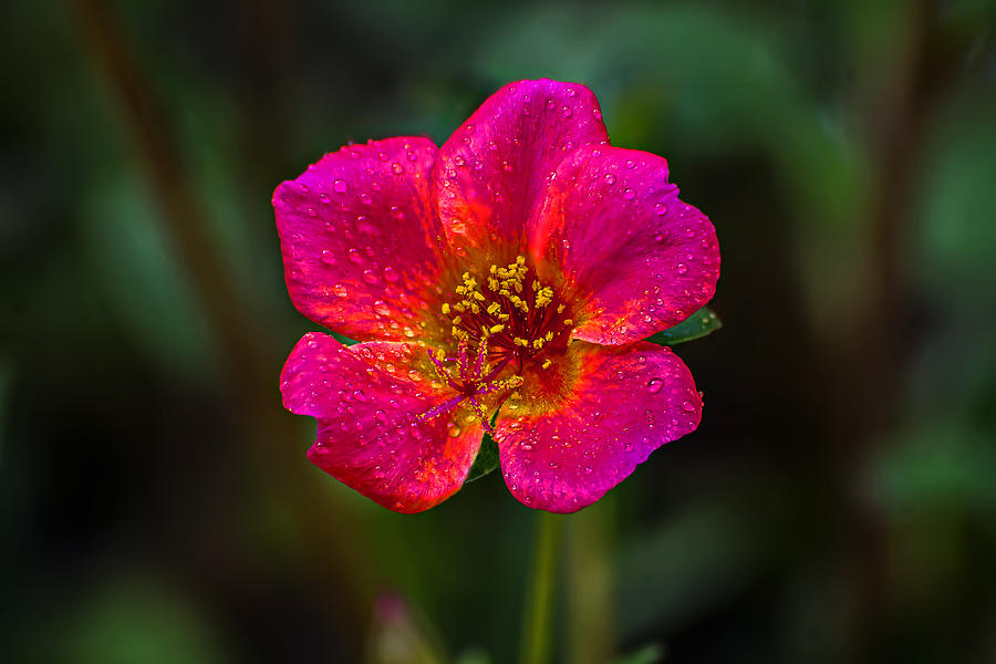 Dew Drops on Red Bloom Photograph by Michael Whitaker