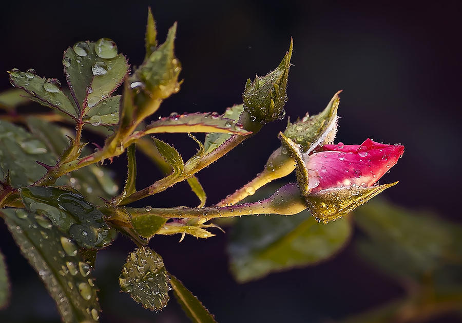 Dew Drops on Rose Bud Photograph by Michael Whitaker