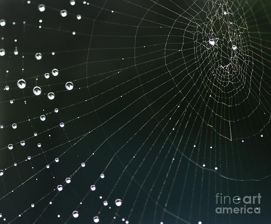Dew drops on shimmering spider web Photograph by Oscar Gutierrez