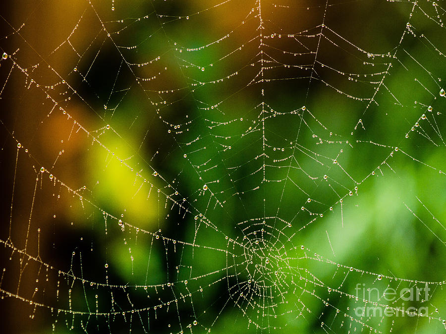 Spider Photograph - Dew drops on Spider web  by Tracy Knauer