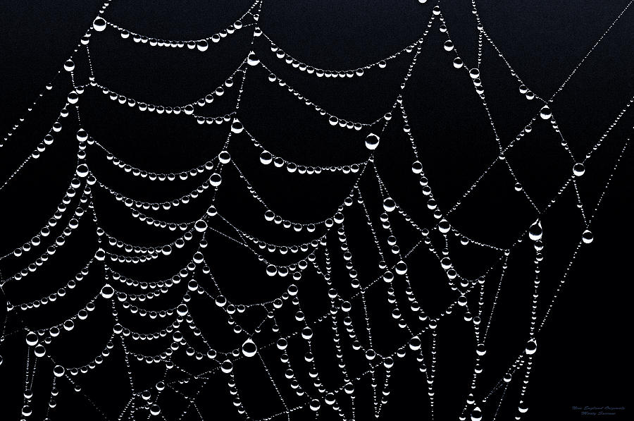 Dew Drops on Web 2 Photograph by Marty Saccone