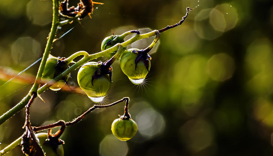 Dew Drops on Weed Berries Photograph by Michael Whitaker