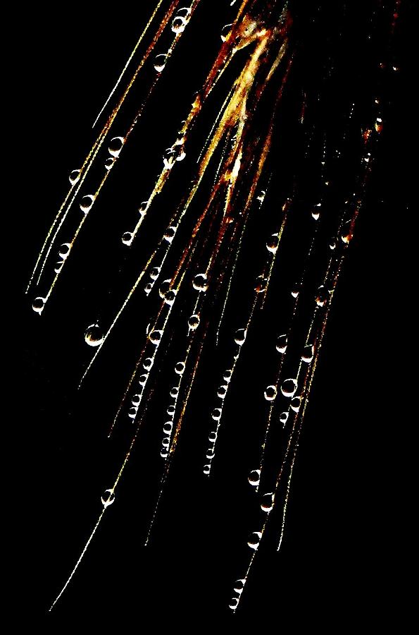 Macros Photograph - Dew Drops On Wheat by Angela Davies