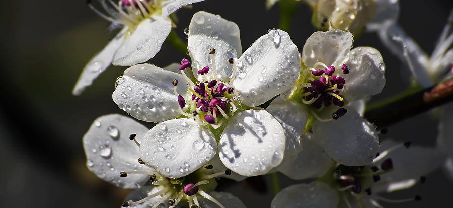 Dew Drops on White Bloom Photograph by Michael Whitaker