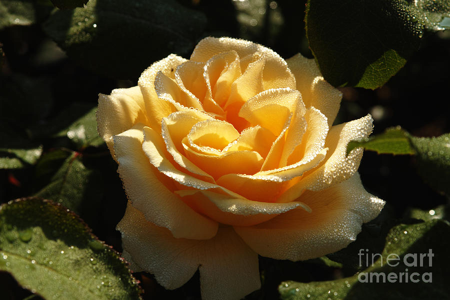 Dew Drops on Yellow by Pit Hermann Dew Drops on Yellow by Pit Hermann