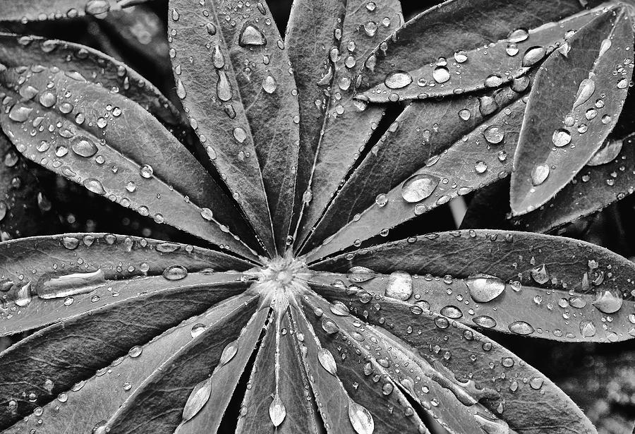 Dew Drops Photograph by Paul Berger