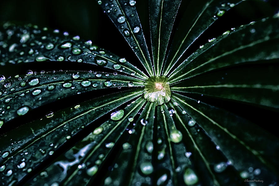 Dew drops Photograph by Ramon Martinez