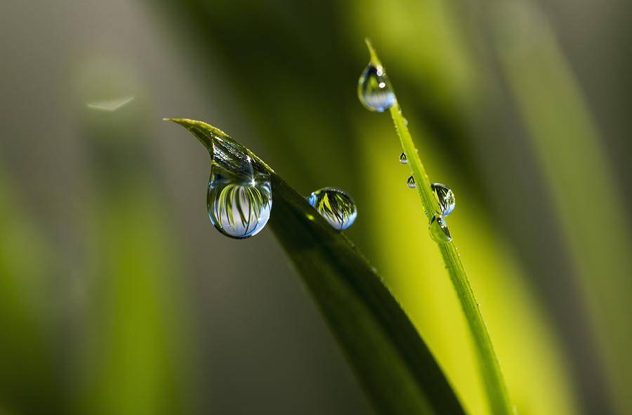 Dew Hangs From The Leaves_ Astoria Photograph by Robert L. Potts - Fine ...