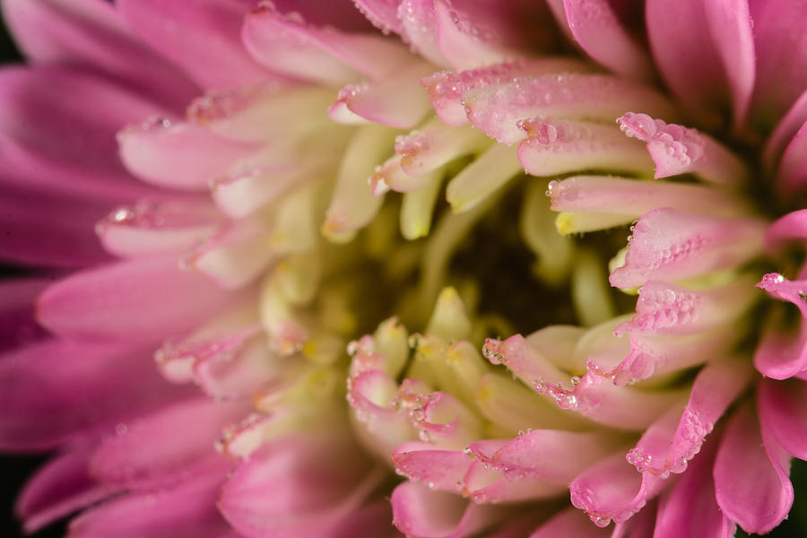 dew-in-morning-sun-photograph-by-koji-kanemoto-fine-art-america