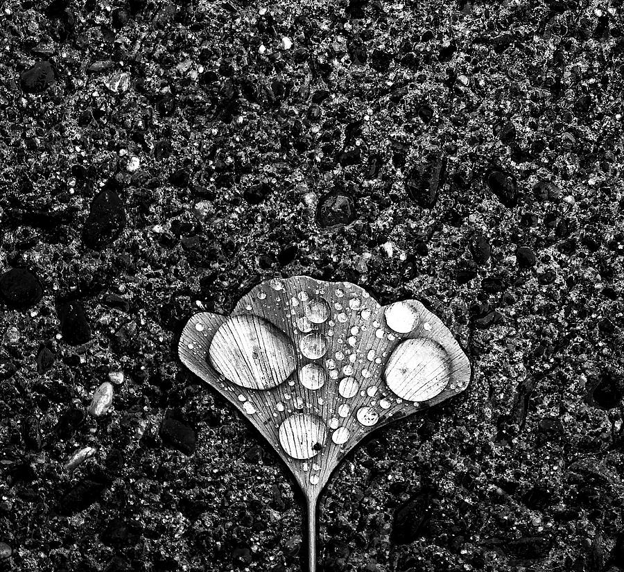 Black And White Photograph - Dew by Jian Wang