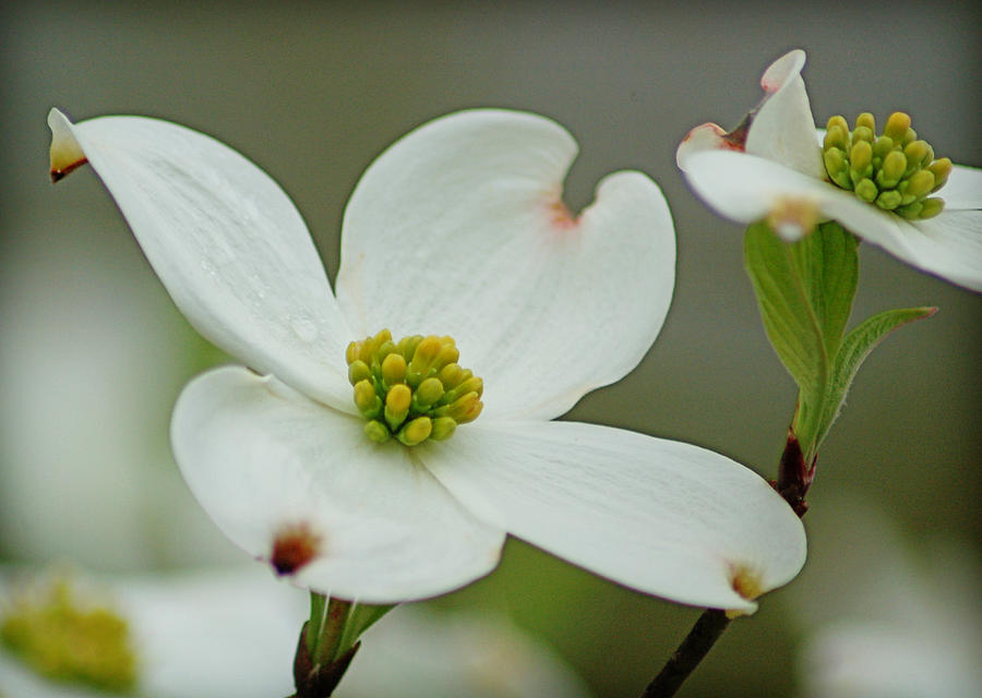 Dew-kissed Dogwood Photograph by Linda Brown