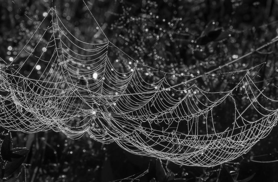 Dew laden cobweb Photograph by Vance Bell