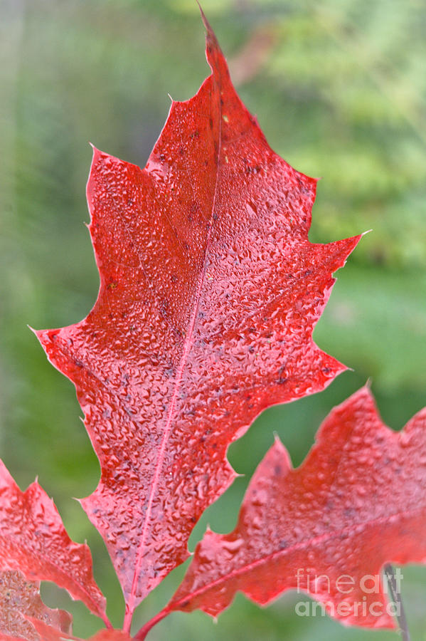Dew Laden Oak Leaf Photograph by Cheryl Baxter