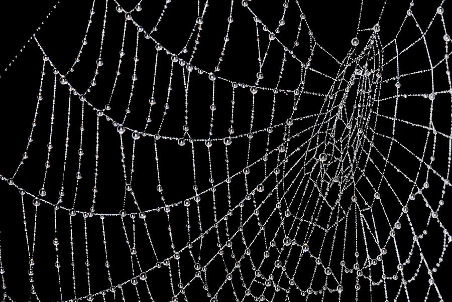 Dew Laden Spider Web Photograph by Dr M.a. Ansary/science Photo Library