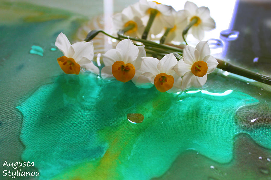Dew of Narcissus Flowers Photograph by Augusta Stylianou Dew of Narcissus Flowers Photograph by Augusta Stylianou