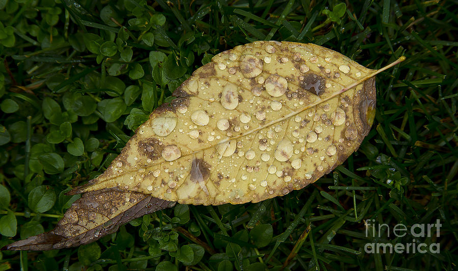 Chicago Photograph - Dew On A Leaf-Signed-#6806 by J L Woody Wooden