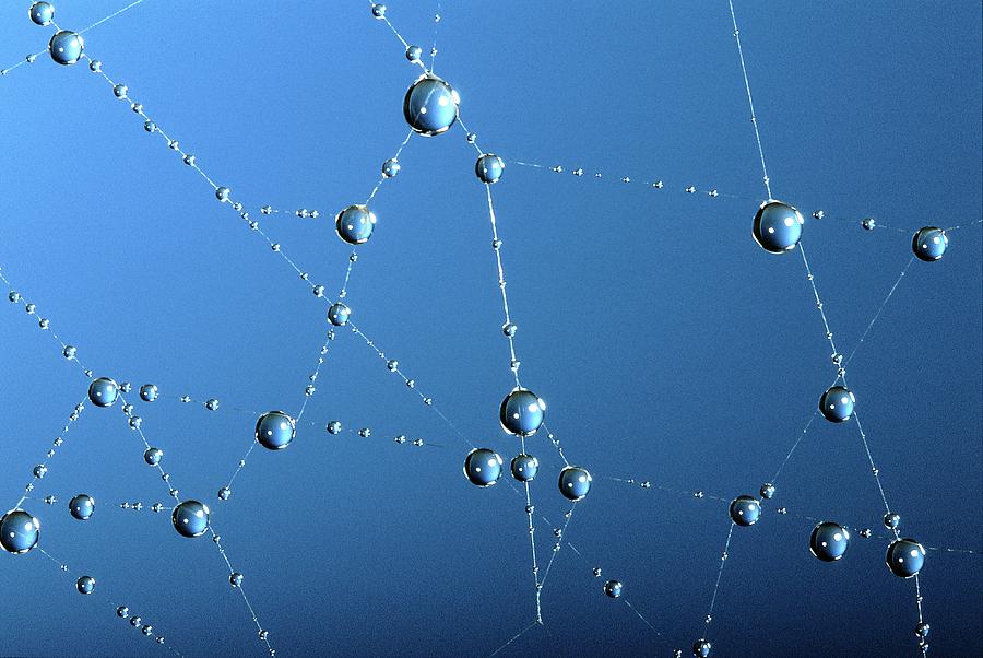 Nature Photograph - Dew On A Spiders Web by Pascal Goetgheluck/science Photo Library
