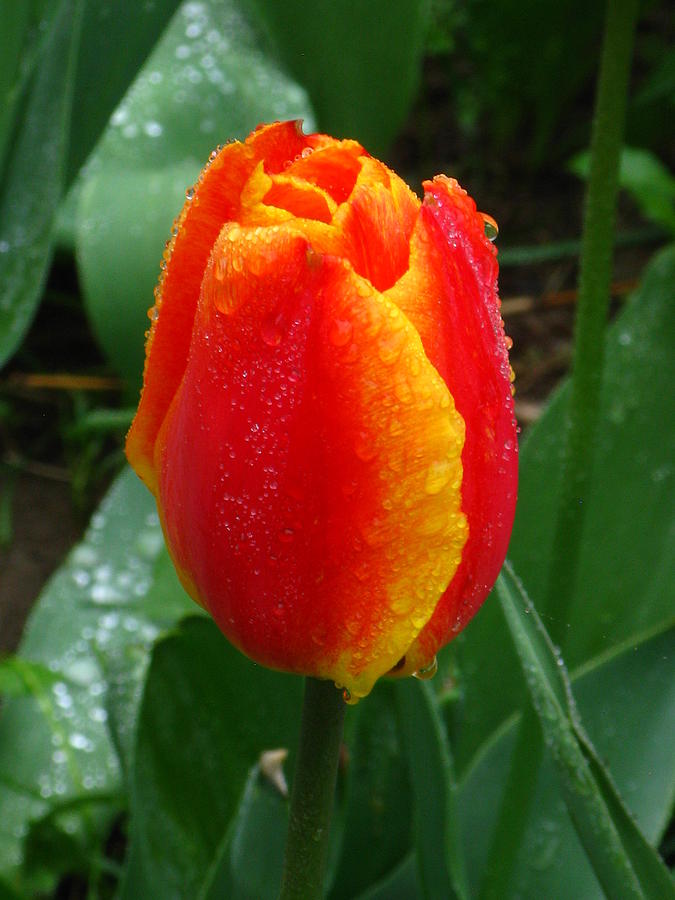 Dew on a Tulip Photograph by Bill Tomsa