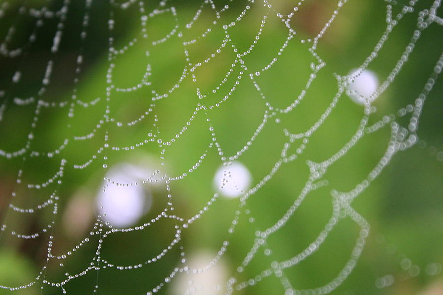 Dew On A Web  Photograph by Trent Mallett