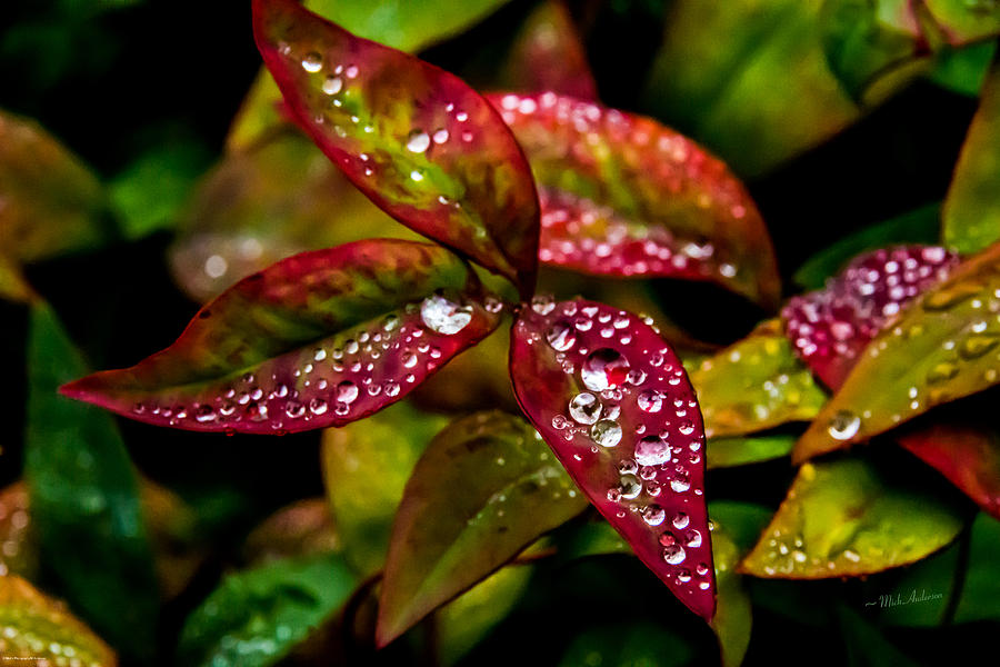 Dew on Autumn Leaves Photograph by Mick Anderson