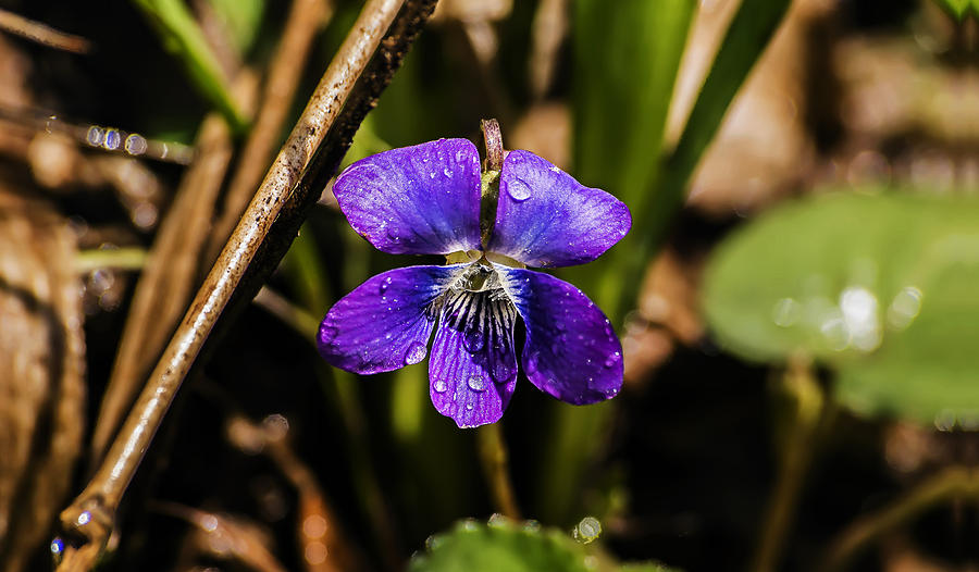 Dew on Wild Blue Violet Bloom Photograph by Michael Whitaker