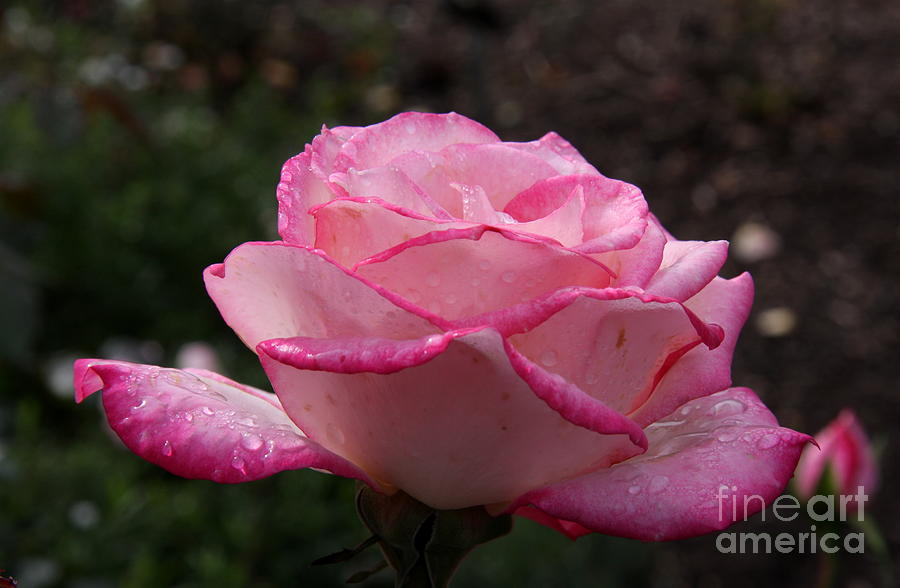 Nature Photograph - Dew On Elegance Rose by Christiane Schulze Art And Photography