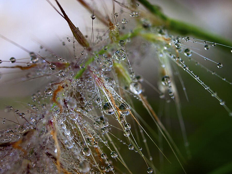 Dew on fountain grass Photograph by Joe Schofield