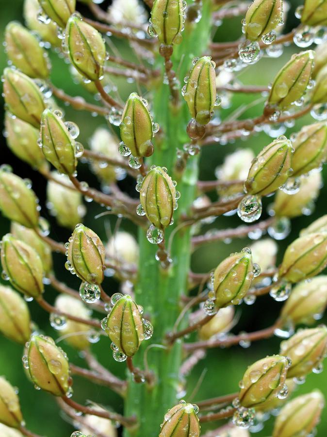 Dew On Fox-tail Lily Flower Buds Photograph by Science Photo Library Dew On Fox-tail Lily Flower Buds Photograph by Science Photo Library