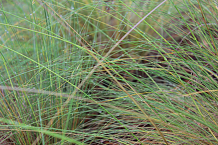 Wild Grasses Photograph by Kume Bryant