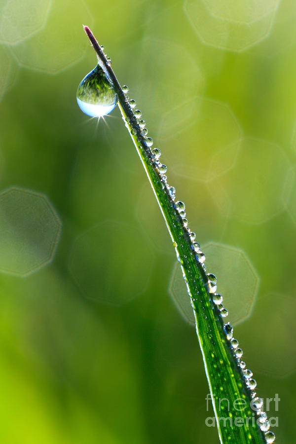 Dew On Grass Photograph by Patrick Frischknecht