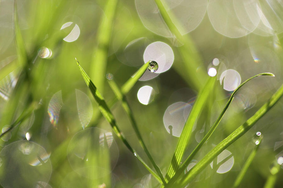 Dew On Grass Stems Photograph by Emmeline Watkins/science Photo Library ...