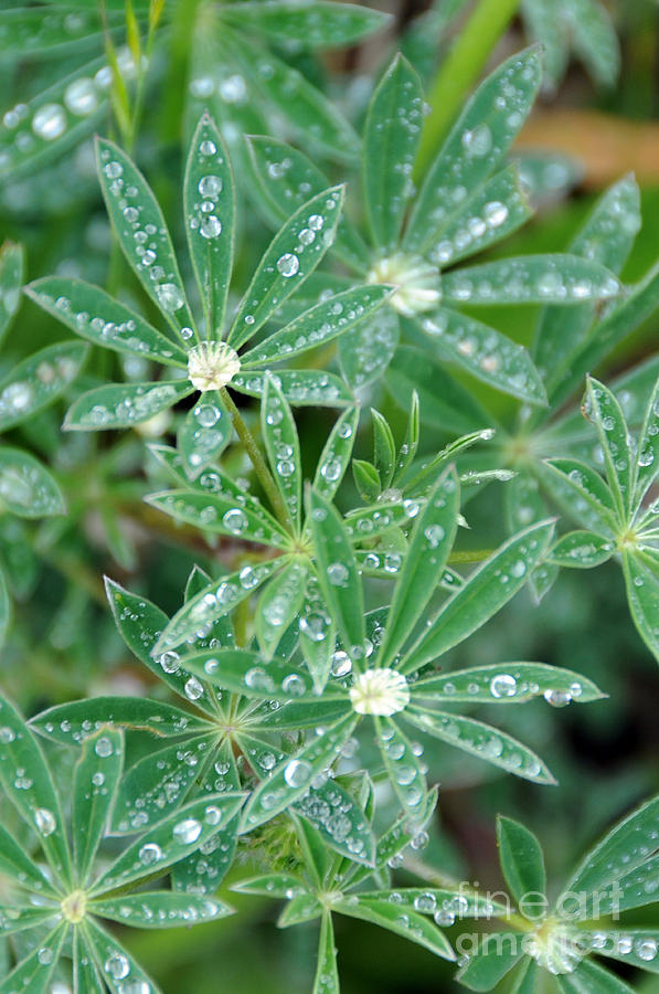 Dew on Leaves Photograph by Sarah Schroder