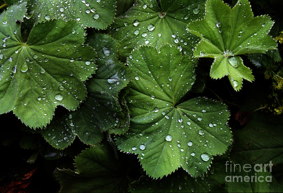 Dew on Leaves Photograph by Tom Brickhouse