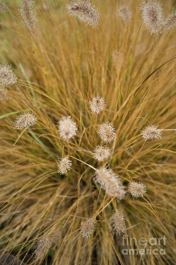 Dew on Ornamental Grass No. 3 Photograph by Belinda Greb